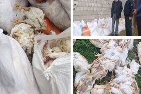 کشف انبار دپوی مرغ فاسد و مُرده در بندر انزلی