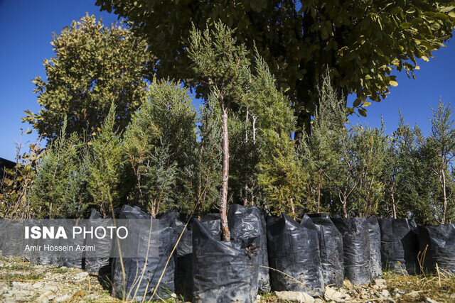 توزیع رایگان ۱.۲ میلیون اصله نهال در بین مردم گیلان