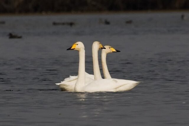 رهاسازی ۳ قوی فریادکش تیمار شده در تالاب بین‌المللی انزلی