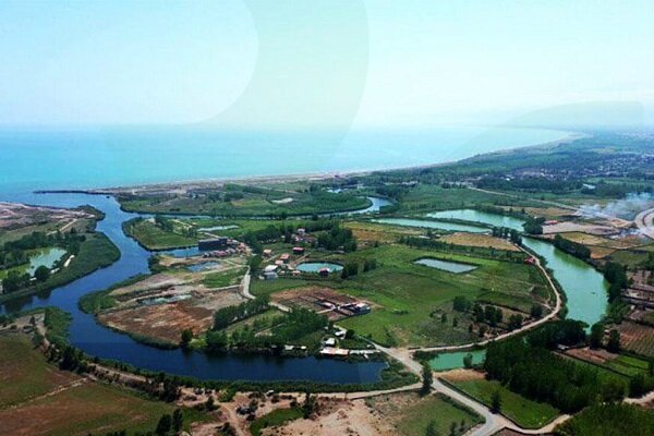 شهردار: ۱۵۰۰ اصله نهال توسکا در ساحل چمخاله کاشته می‌شود