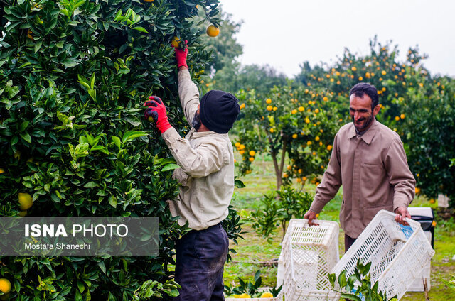 رئیس سازمان جهاد کشاورزی استان: باغداران گیلانی مبارزه با آفات مرکبات را آغاز کنند