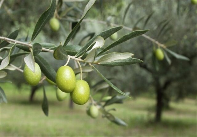 ارزش اقتصادی بالغ بر ۲۸۰۰ میلیارد تومانی محصول زیتون در گیلان