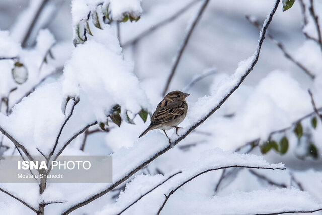 مدیرکل هواشناسی استان: هوای گیلان سرد می شود