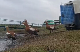 نجات پرندگان قاچاق در تهران و رهاسازی در زیستگاه طبیعی سلکه + فیلم