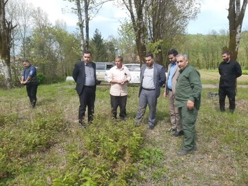 دادستان شهرستان: رونق نهالستان استیل آستارا، گامی برای حفظ جنگل‌های هیرکانی است