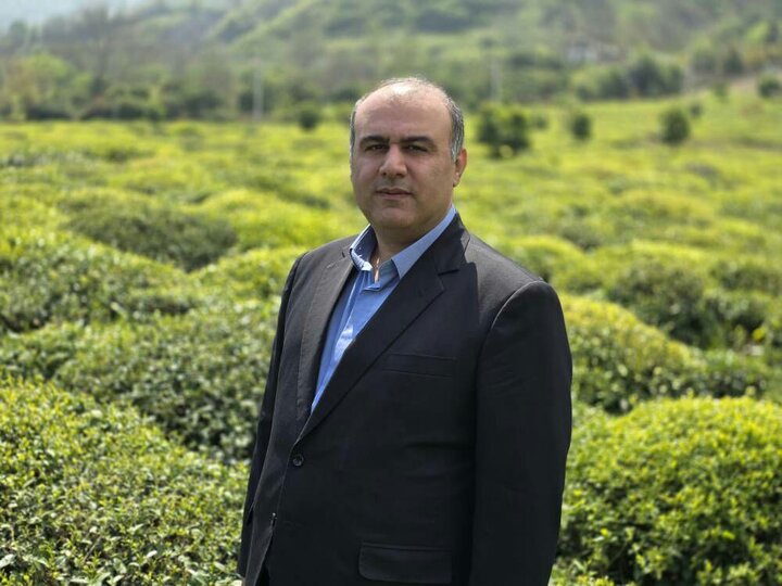 فرماندار خبر داد: پرداخت صد درصد مطالبات چایکاران لنگرود/ آغاز خرید برگ سبز از اردیبهشت