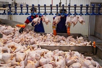 واگذاری صفر تا ۱۰۰ امور به بخش خصوصی راه ثبات بازار مرغ است