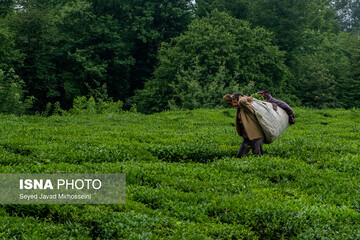 آمادگی ۱۲۰ کارخانه چای برای خرید برگ سبز بهاره از امروز