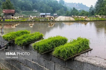 نشاء برنج در ۴۷ هزار هکتار از شالیزارهای گیلان