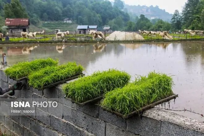 نشاء برنج در ۴۷ هزار هکتار از شالیزارهای گیلان