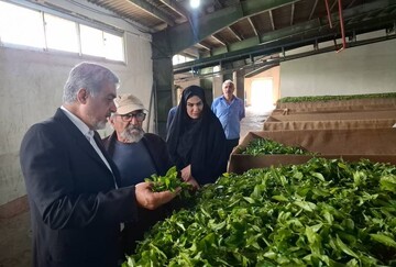 خرید ۶۵۰ تن برگ سبز چای در رشت