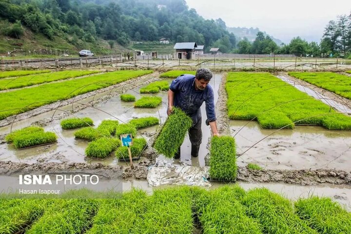 پیش‌بینی رکوردشکنی تولید برنج در گیلان