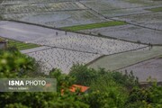 پیشرفت ۸۶ درصدی نشای برنج در شالیزارهای گیلان