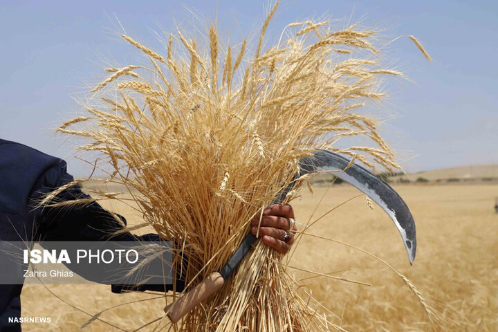 پیش بینی برداشت ۱۶ هزار تنی گندم و جو از دیمزارهای گیلان