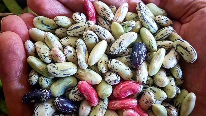 پیش بینی برداشت ۲۲ هزار تن پیله تر پاچ باقلا در گیلان