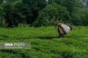 آغاز چین دوم در باغات چای/ تولید بالغ بر ۵۰ هزار تن برگ سبز