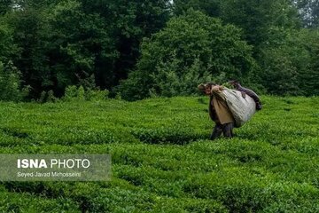 آغاز چین دوم در باغات چای/ تولید بالغ بر ۵۰ هزار تن برگ سبز