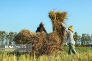 آغاز فرآیند شناسه گذاری بر ۴ محصول مهم گیلان