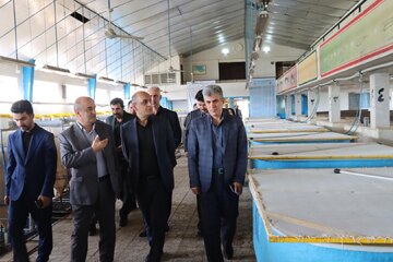 استاندار گیلان: ذخایر ارزشمند دریای خزر به تقویت مراکز تکثیر وابسته است