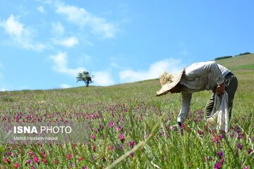 تولید بالغ بر ۵ تنی انواع گیاهان دارویی توسط عشایر گیلان
