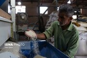 آمادگی ۱۴۲۵ شالیکوبی گیلان برای دریافت شلتوک/ تعرفه برداشت مکانیزه اعلام شد