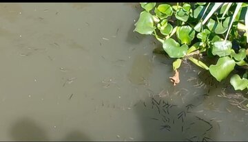 رهاسازی ۷۰۷ هزار قطعه بچه‌ماهی در سوسر روگا تالاب انزلی