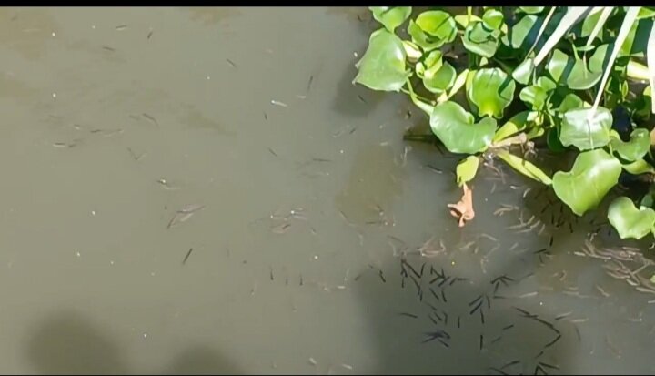 رهاسازی ۷۰۷ هزار قطعه بچه‌ماهی در سوسر روگا تالاب انزلی