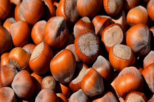 برداشت ۲۹ هزار تنی فندق از باغات گیلان/ فعالیت ۷ واحد فرآوری