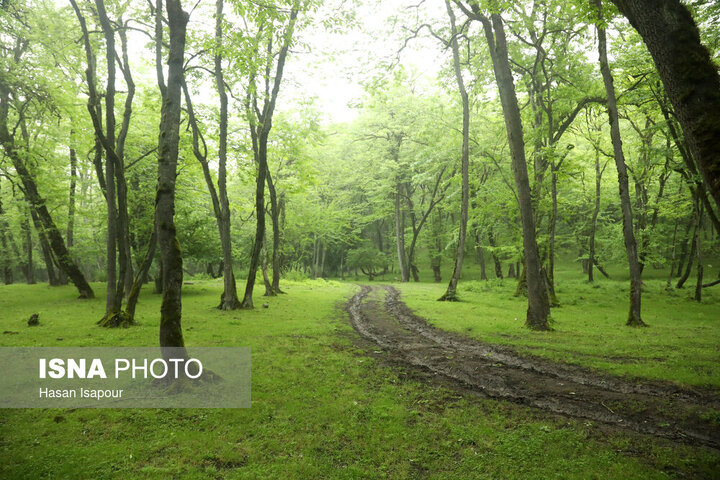 رشد ۱۳ درصدی رفع تصرف اراضی ملی در گیلان