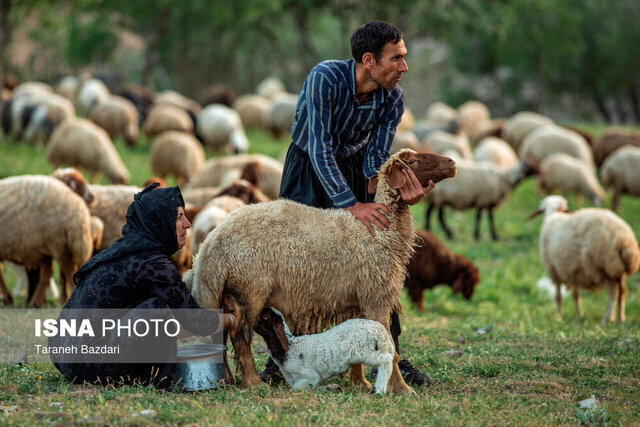 تولید ناخالص ۲ همتی عشایر گیلان/ مکان محور شدن سکونتگاه های عشایری