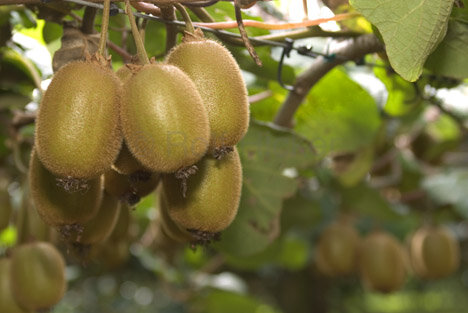 آغاز صادرات کیوی گیلان از اول مهر