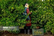 آغاز مبارزه با آفات در بالغ بر ۱۱۰۰۰ هکتار باغات مرکبات گیلان