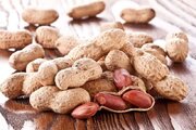 پایان برداشت محصول بادام زمینی گیلان با ارزش اقتصادی ۳.۴ همت