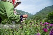 تولید بالغ بر ۱۰ هزار تنی انواع گیاهان دارویی در گیلان