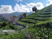 رشد ۱۷ درصد تولید برگ سبز چای/ پرداخت تسهیلات احیای باغات