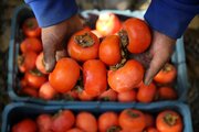 برداشت خرمالو از باغات گیلان آغاز شد