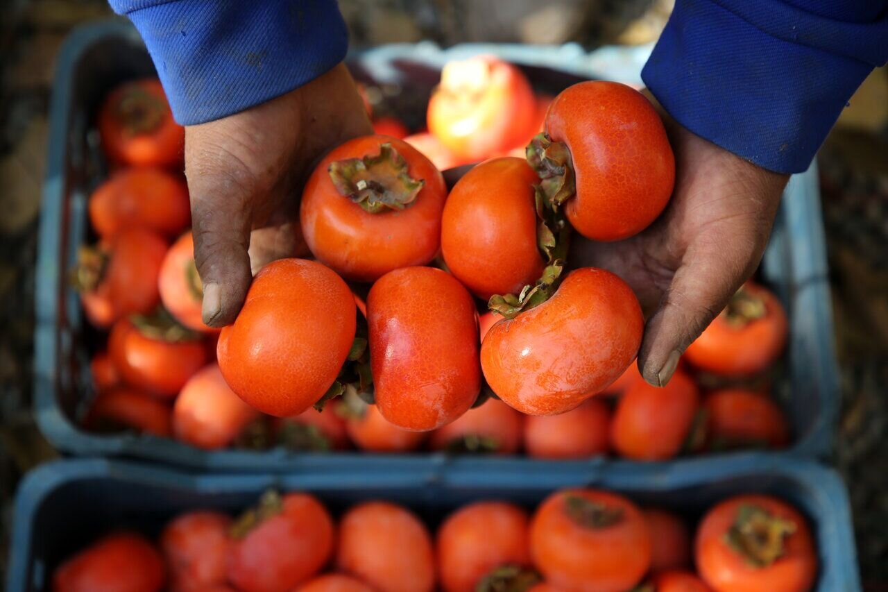 برداشت خرمالو از باغات گیلان آغاز شد