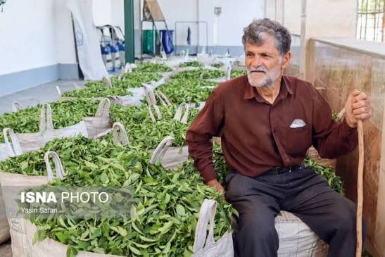 رئیس سازمان چای: مهلت خرید برگ سبز چای تا ۵ آبان تمدید شد