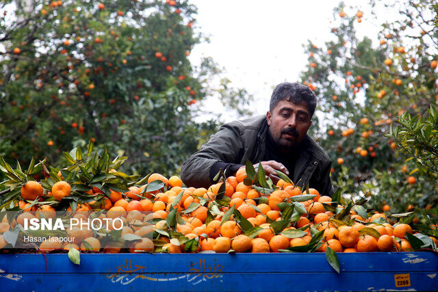 آغاز برداشت نارنگی و نارنج از باغات مرکبات گیلان
