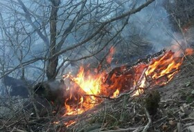 زخم آتش به عرصه‌های جنگلی گلستان