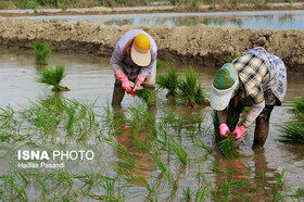 آثار مثبت سیل گلستان/ درآمد ۴۵۰۰ میلیارد تومانی کشاورزان از کشت برنج