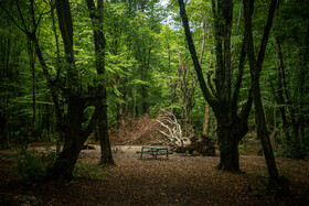 طبیعتی زبیا از پارک جنگلی النگدره گرگان که مدتیست که حضور انسان ها در این مکان محدود شده است.