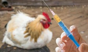 آغاز مرحله دوم واکسیناسیون طیور بومی گلستان علیه «نیوکاسل»
