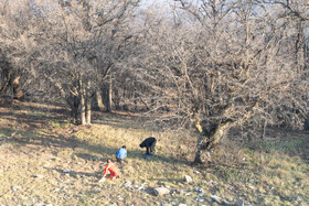 تلاش برای مهار آتش سوزی توسکستان