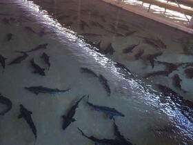 ساخت بزرگترین مجتمع پرورش ماهیان خاویاری دنیا به کجا رسید؟