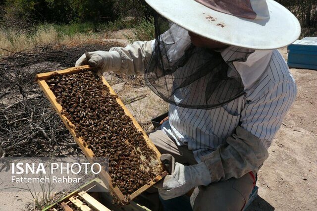 پیش‌بینی استقرار ۴۶ هزار کلنی زنبور عسل در سپیدان فارس