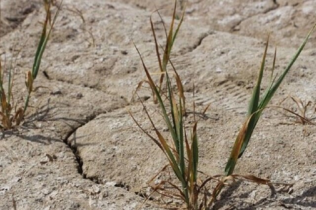 خرمن کم رمق خوشه‌های طلایی گندم گلستان