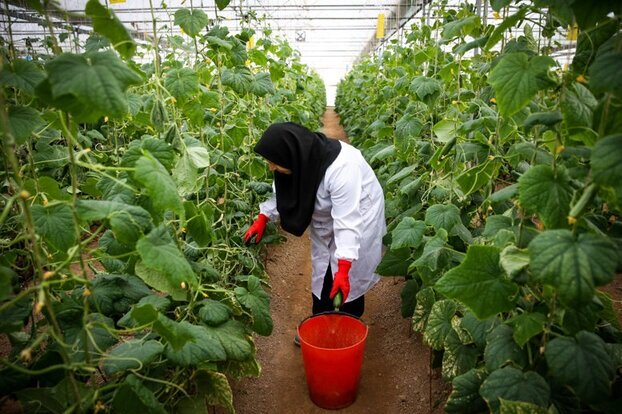 رتبه چهارم گلستان در حوزه کارآفرینی و اشتغال