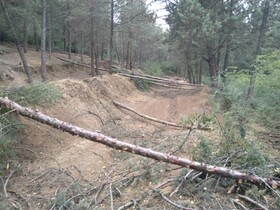 جلوگیری از برداشت غیرقانونی از جنگل های علی آبادکتول