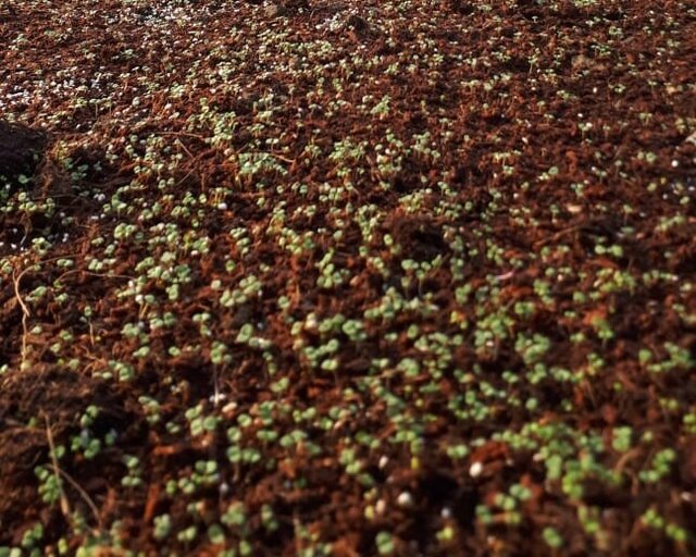 رویش جوانه امید در دهکده گیاهان دارویی گلستان/ جهادگران جوان پا در رکاب اَبَربرنامه پیشرفت